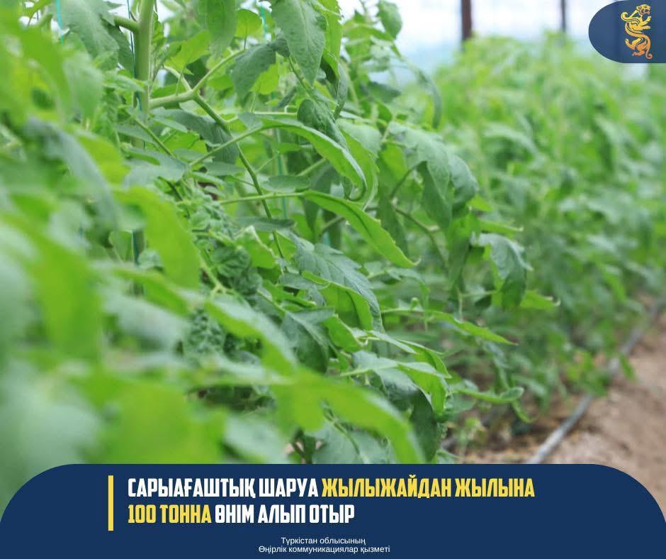 САРЫАҒАШТЫҚ ШАРУА ЖЫЛЫЖАЙДАН ЖЫЛЫНА 100 ТОННА ӨНІМ АЛЫП ОТЫР