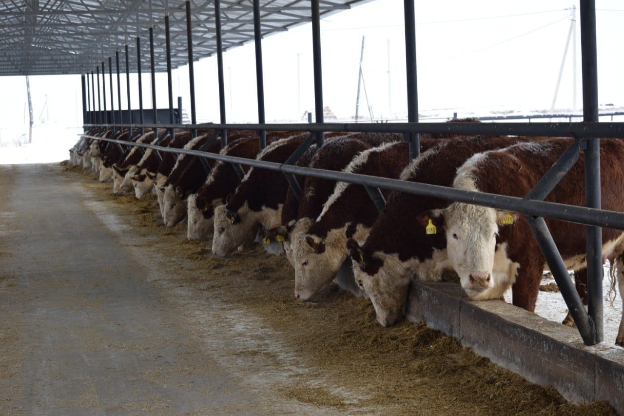 ТОО «Свободное» развивает животноводство в Сандыктауском районе