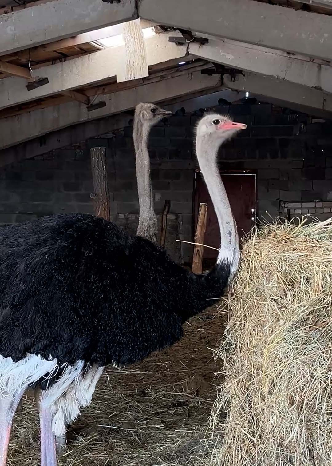 «Ауыл аманаты» – ауыл кәсіпкерлігі үшін жаңа мүмкіндік