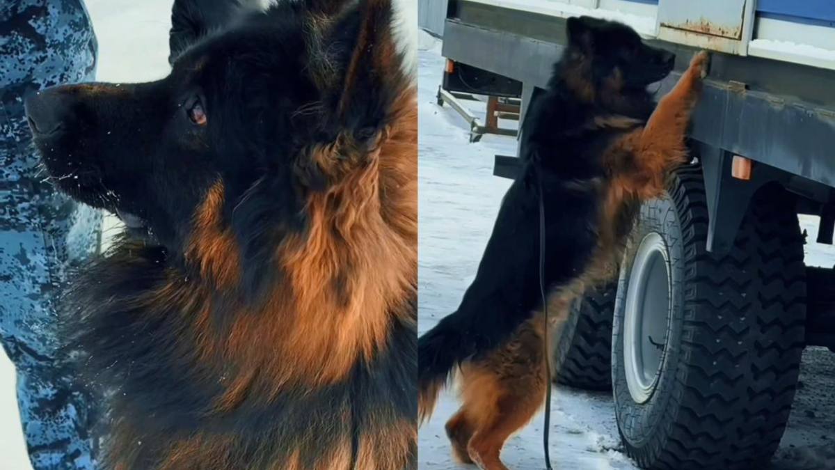 Ақтөбелік кинолог төрт аяқты чемпионмен қызмет етеді