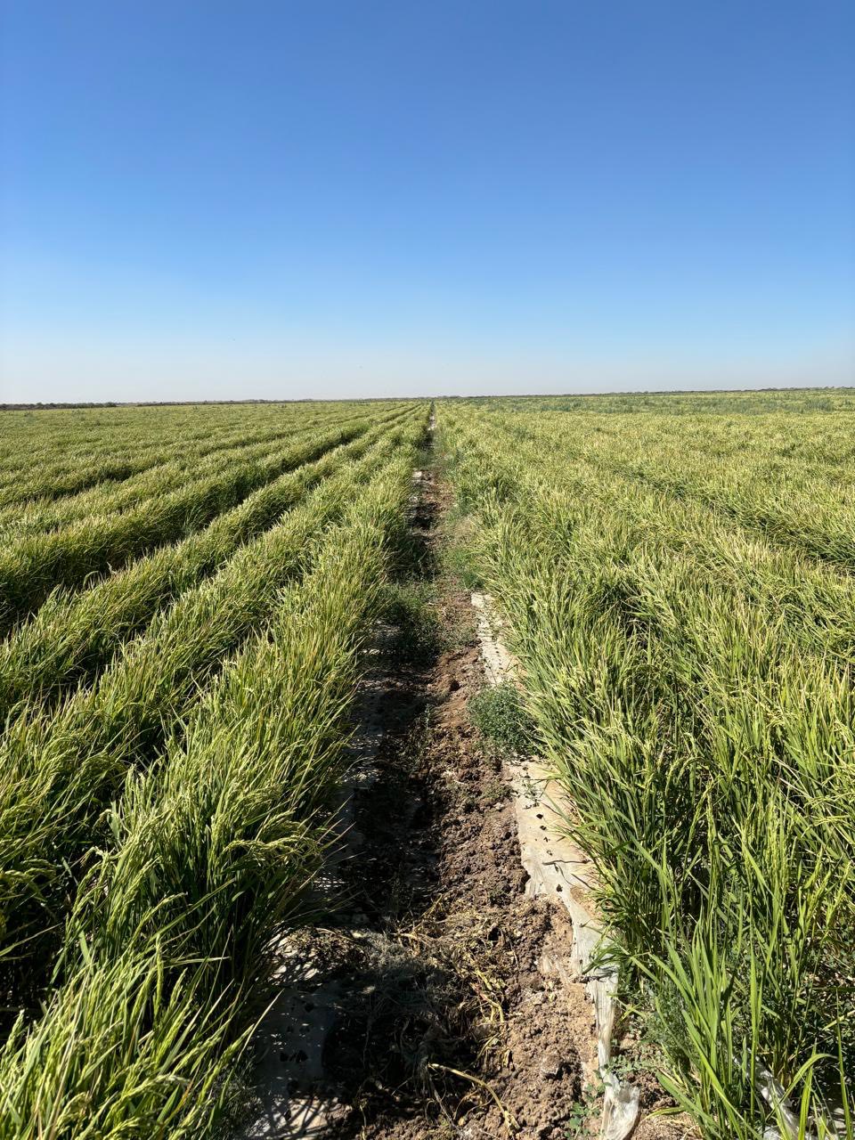 В ТУРКЕСТАНСКОЙ ОБЛАСТИ ВНЕДРЯЮТ НОВЫЕ ТЕХНОЛОГИИ ВЫРАЩИВАНИЯ РИСА ДЛЯ ЭКОНОМИИ ВОДЫ