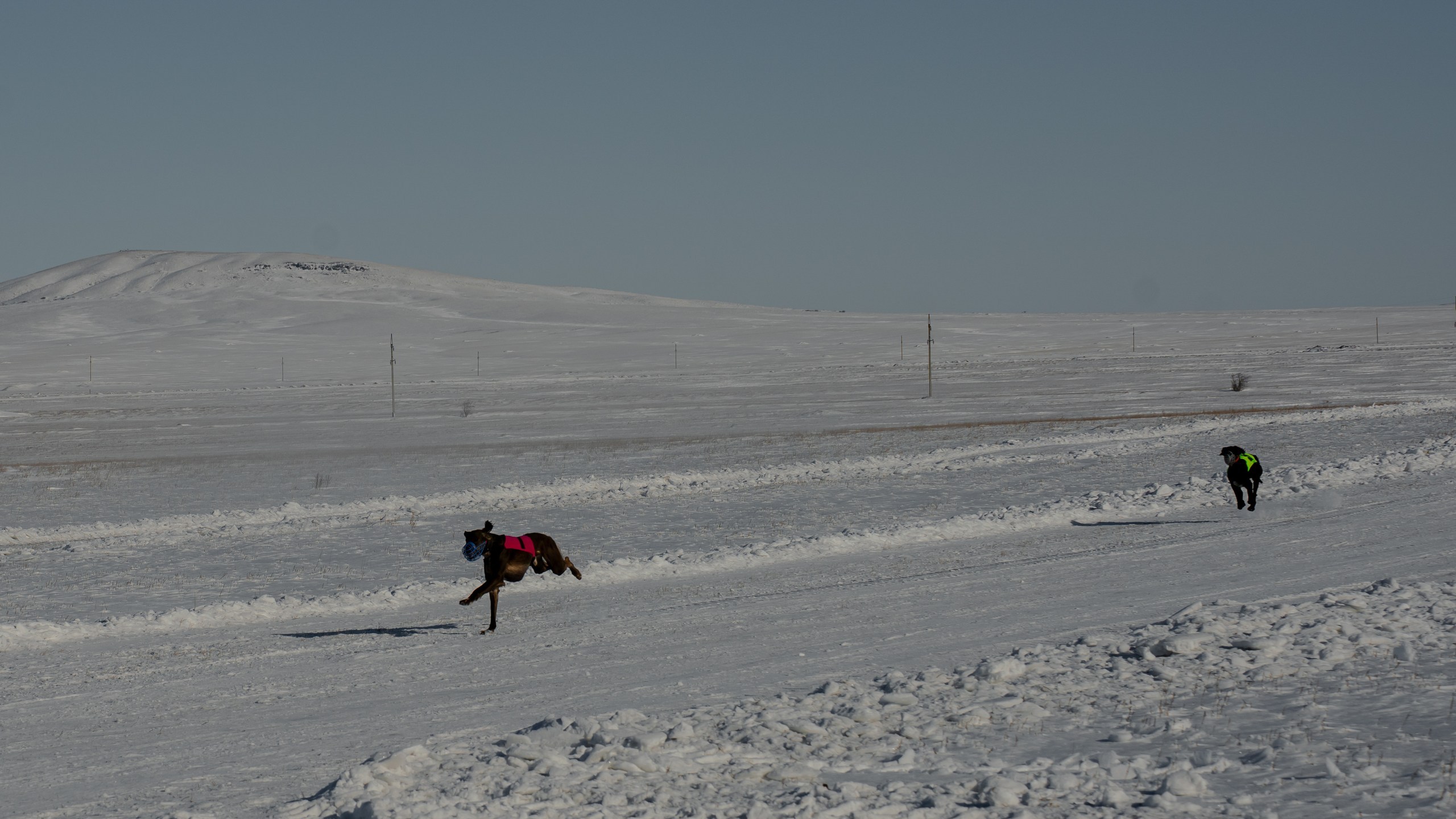 Традиции степи: самых быстрых тазы выбрали в Бухар-Жырауском районе