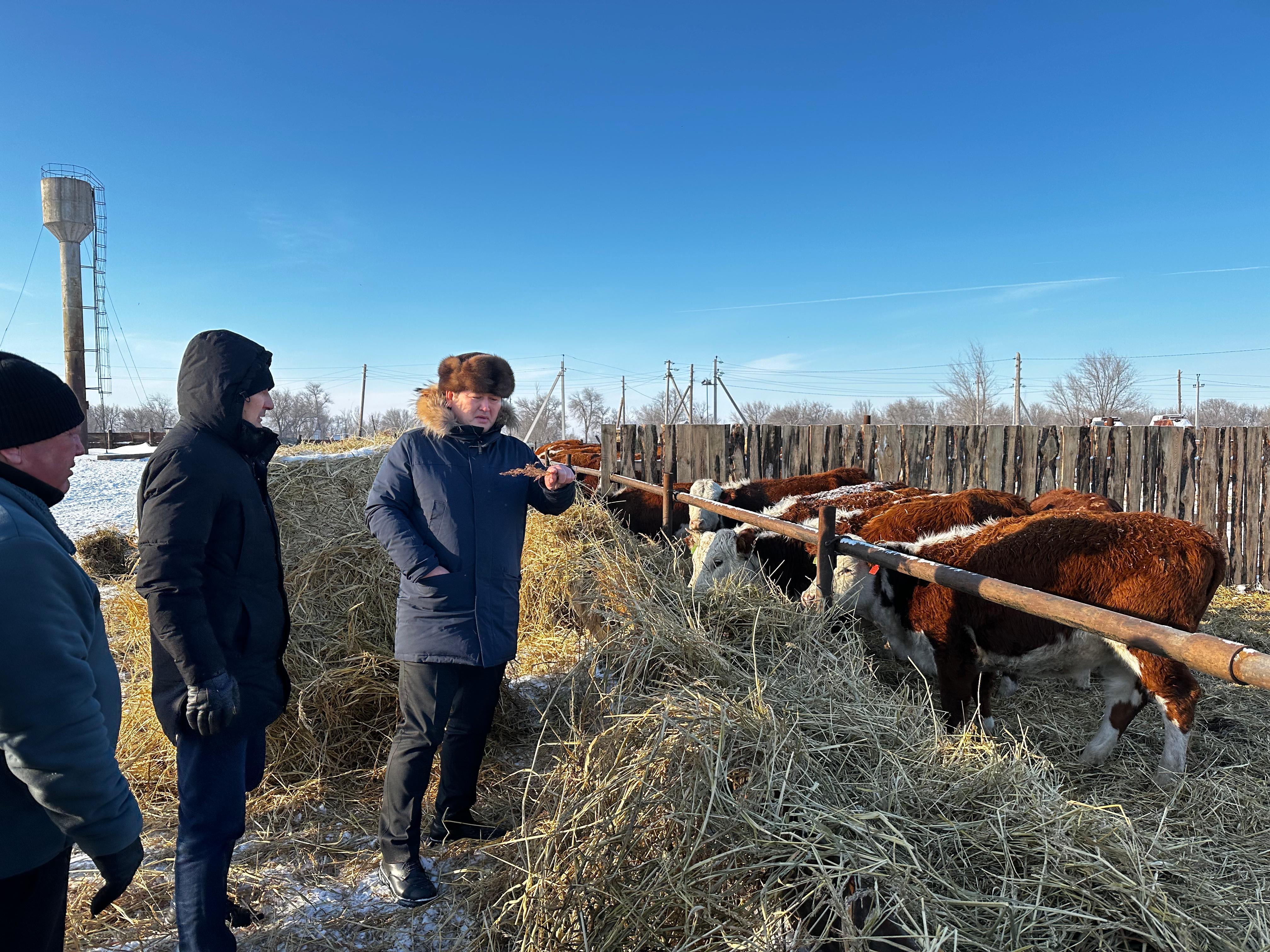 Ход зимовки скота: рабочая поездка в Сырымский район