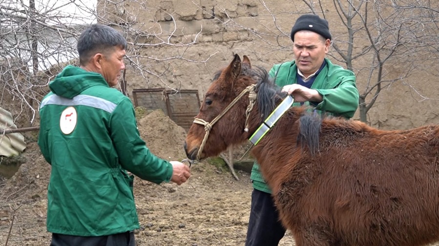 В КЕЛЕСЕ ЛОШАДЬ НОСИТ СВЕТООТРАЖАЮЩУЮ ЛЕНТУ