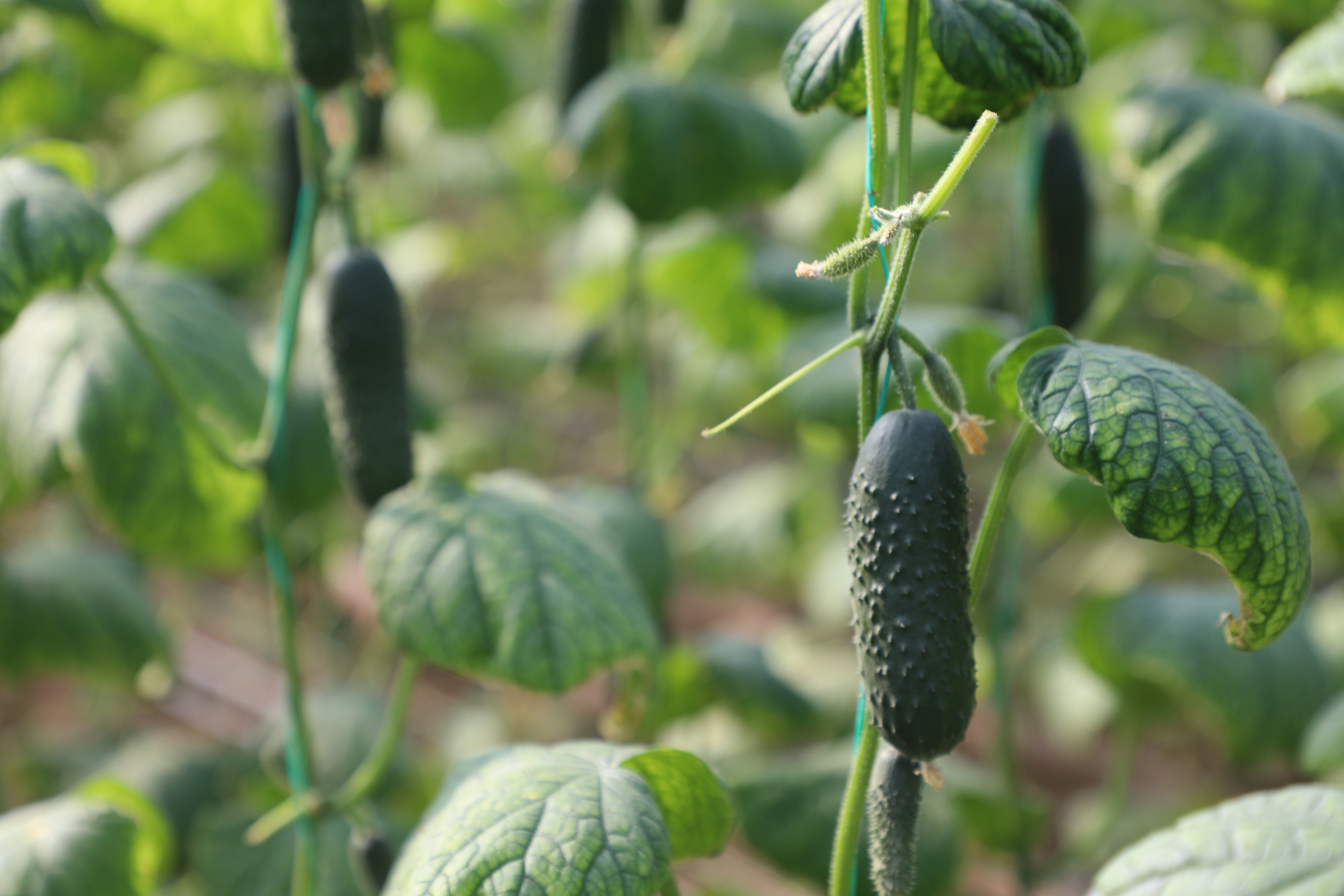 САРЫАГАШ: РЕЗУЛЬТАТЫ РАБОТЫ ТЕПЛИЧНОГО КОМПЛЕКСА