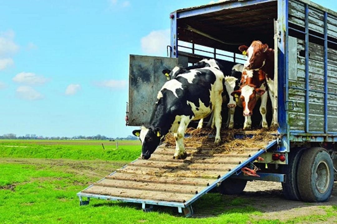 Ауыл шаруашылығы жануарларын сатып алғысы келетін тұрғындардың назарына