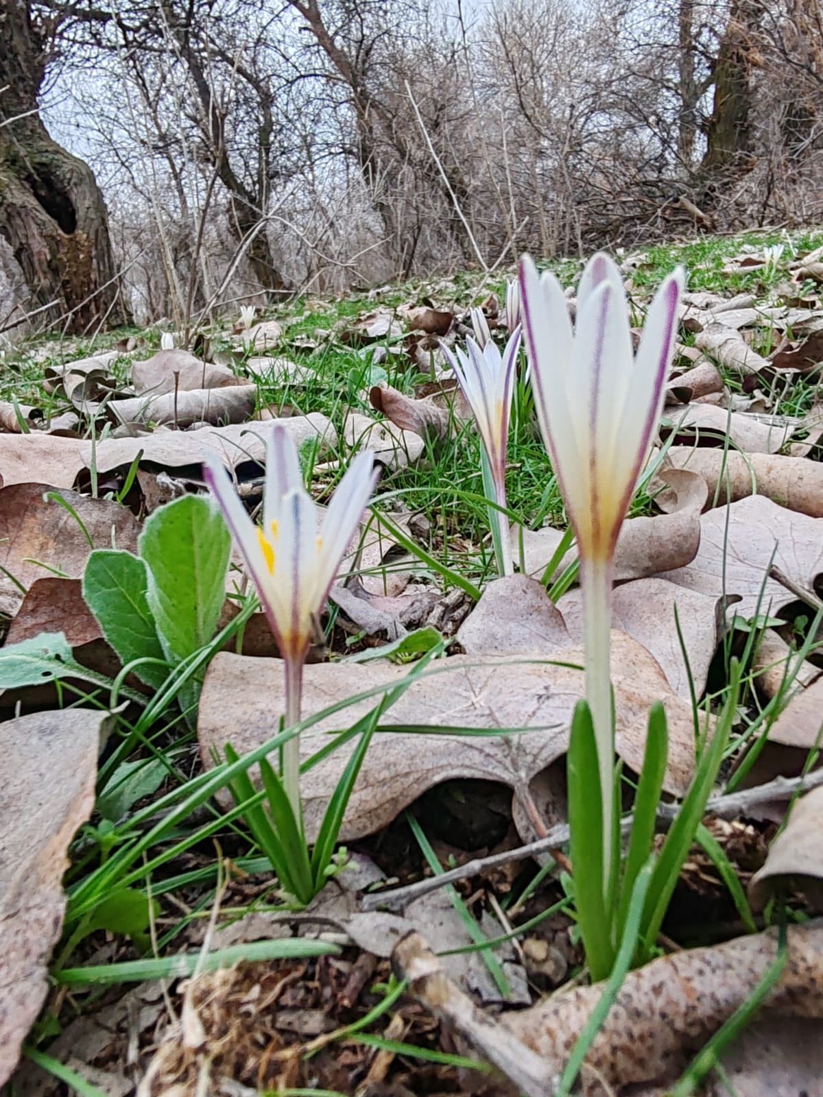 ТҮРКІСТАН ОБЛЫСЫНА НАУРЫЗЕК ҚҰСЫ ОРАЛЫП, БӘЙШЕШЕК ГҮЛДЕДІ