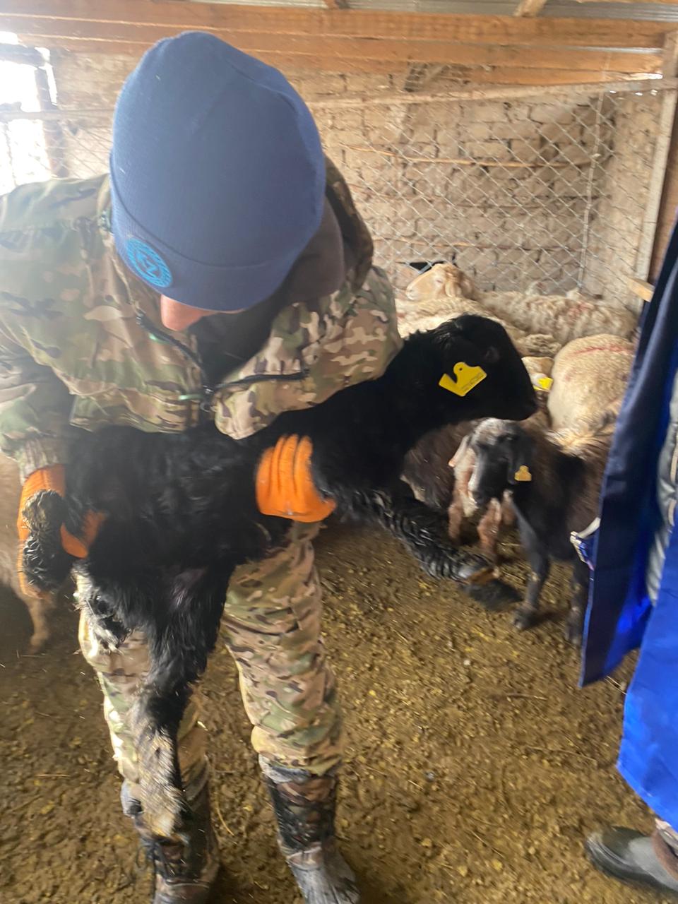 Балпық ауылдық округінде ветеринариялық-алдын алу шаралары жалғасуда.