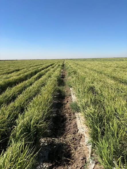 ТҮРКІСТАН ОБЛЫСЫНДА КҮРІШ ЕГІСТІГІНЕ ЖАҢА ТЕХНОЛОГИЯ ЕНГІЗІЛІП, СУ ҮНЕМДЕЛУДЕ