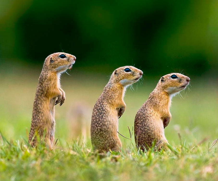 2026 жылға арналған Қарабалық ауданының ауыл шаруашылығы алқаптарындағы саршұнақтарға мониторингтік зерттеу жоспары