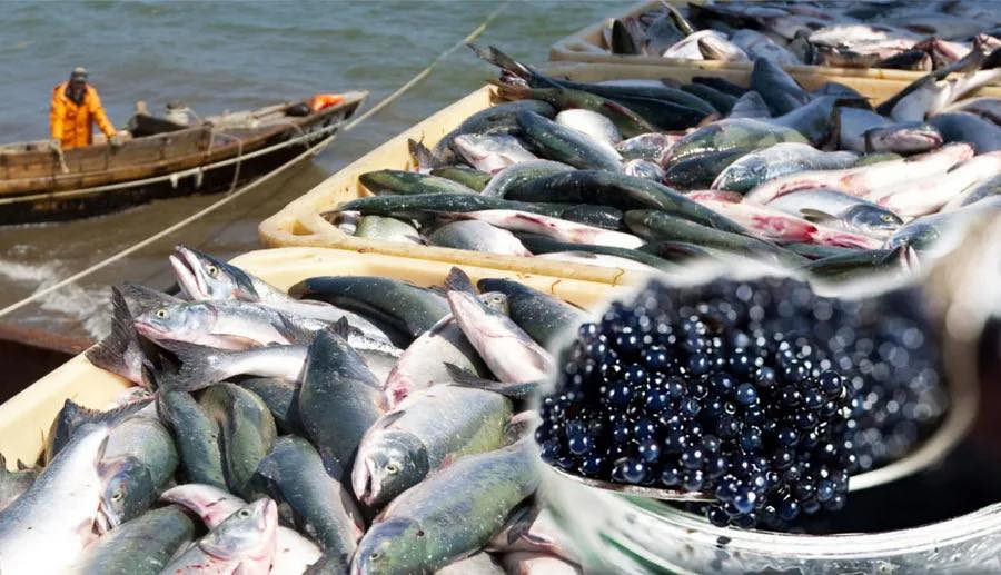 ТҮРКІСТАН ОБЛЫСЫНДА КӘСІПКЕРЛЕРГЕ БАЛЫҚ ШАРУАШЫЛЫҒЫН ДАМЫТУ БОЙЫНША МЕМЛЕКЕТТІК ҚОЛДАУ ШАРАЛАРЫ ТҮСІНДІРІЛДІ