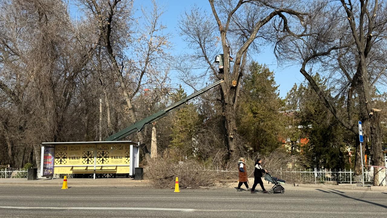 Қалада тал-бұтақтарды кесу жұмыстары жүргізілуде