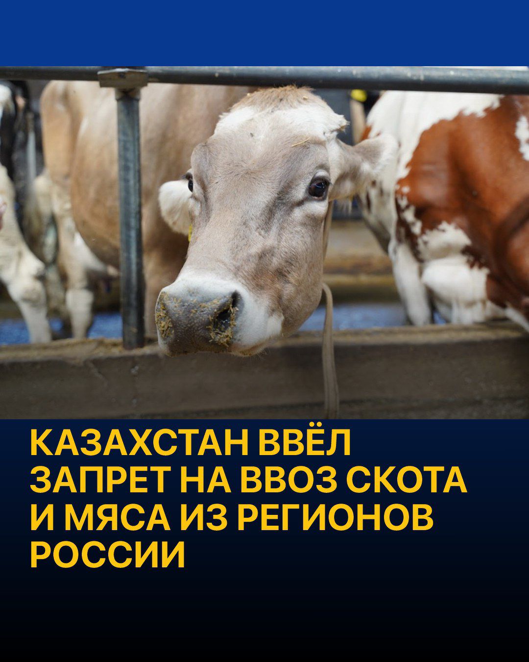 КАЗАХСТАН ВВЕЛ ЗАПРЕТ НА ВВОЗ СКОТА И МЯСА ИЗ РЕГИОНОВ РОССИИ