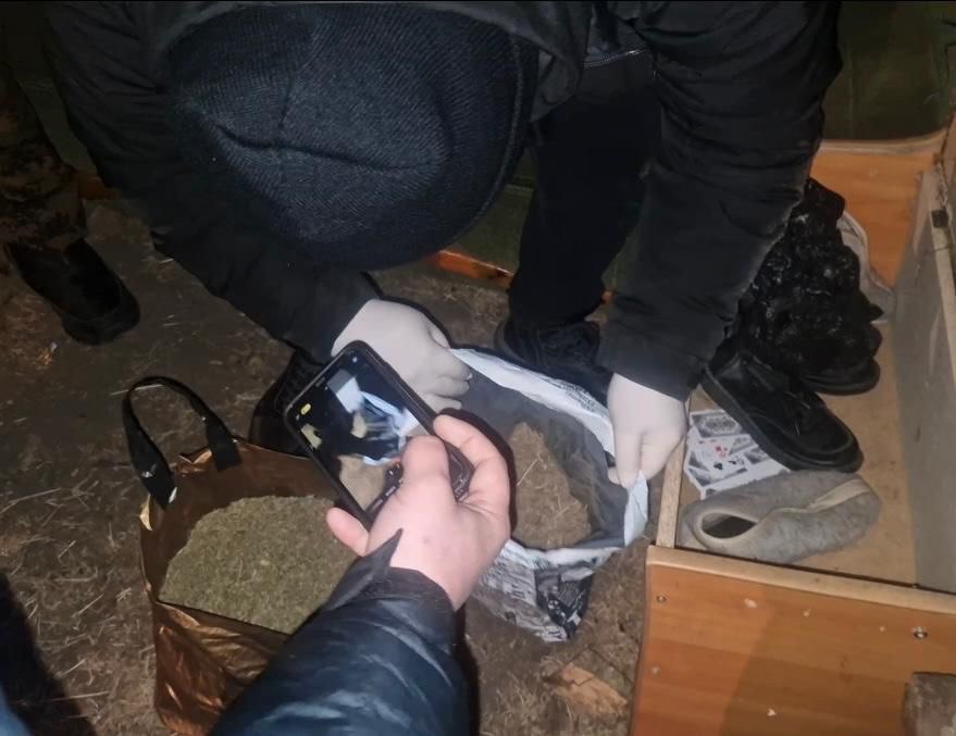 Катонқарағай ауданында аса ірі мөлшерде марихуана тәркіленді