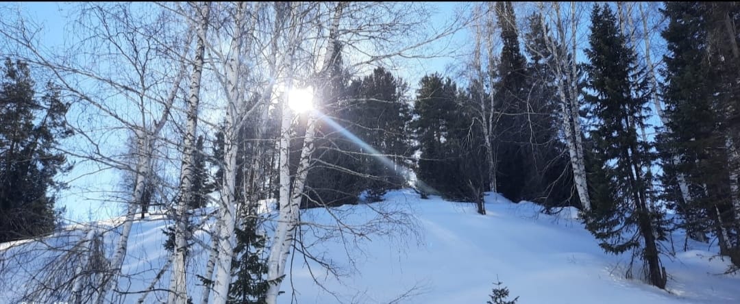 В лесах ВКО за год высадили почти 16 миллионов саженцев