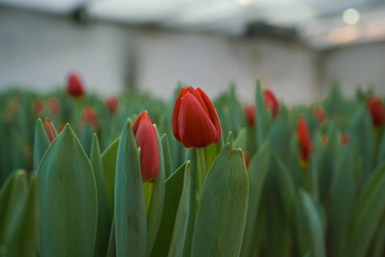 ТҮРКІСТАНДАҒЫ БОТАНИКАЛЫҚ БАҚТА ҚЫЗҒАЛДАҚТАР ЖАЙҚАЛДЫ