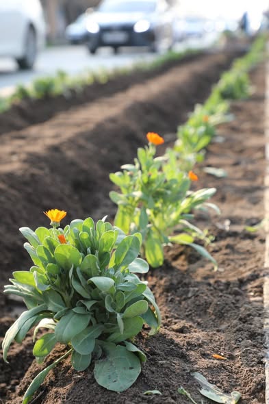 ТҮРКІСТАН: МЫРЗАКЕНТТІҢ ОРТАЛЫҚ КӨШЕСІ ГҮЛМЕН КӨМКЕРІЛУДЕ