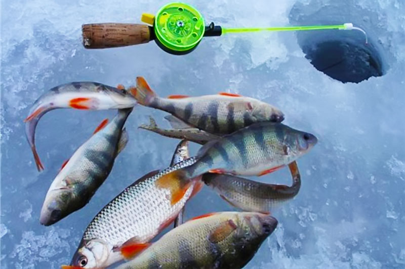 «Бұқтырма балықшысы – 2026»