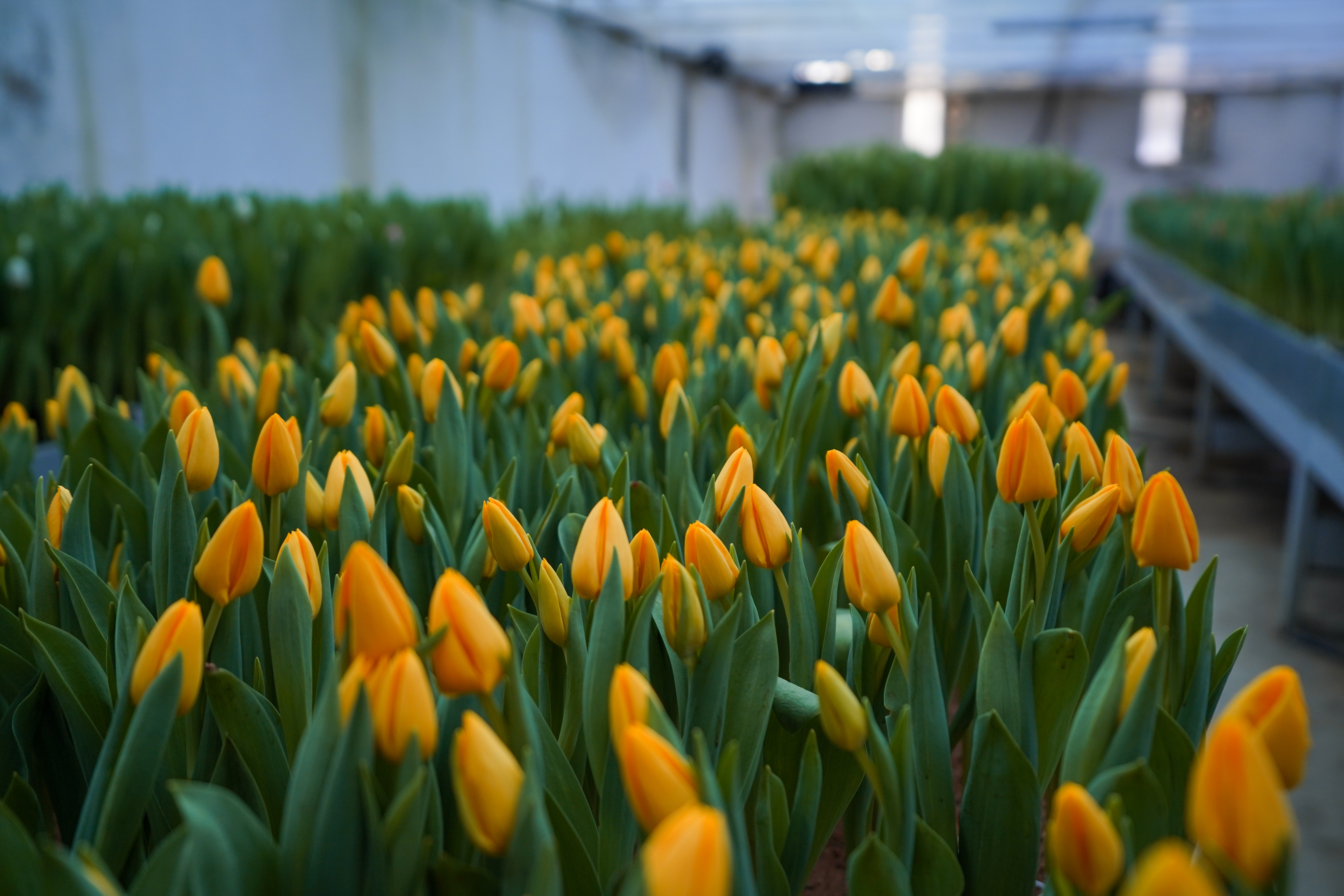 ТҮРКІСТАНДА УНИВЕРСИТЕТТІҢ БОТАНИКАЛЫҚ БАҒЫНДА ҚЫЗҒАЛДАҚТАР БҮР ЖАРДЫ