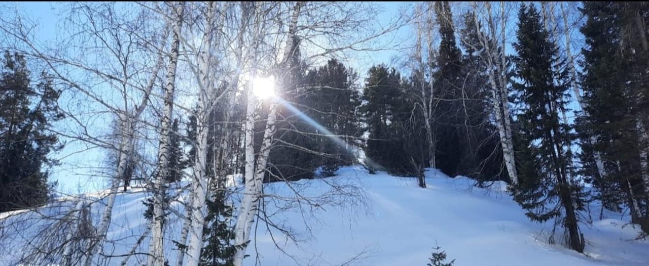 ШҚО ормандарына бір жылда 16 млн-ға жуық көшет отырғызылды