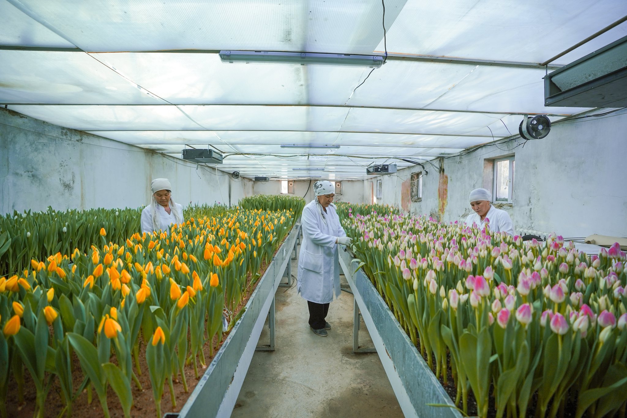 ТҮРКІСТАНДАҒЫ БОТАНИКАЛЫҚ БАҚТА ҚЫЗҒАЛДАҚТАР ЖАЙҚАЛДЫ