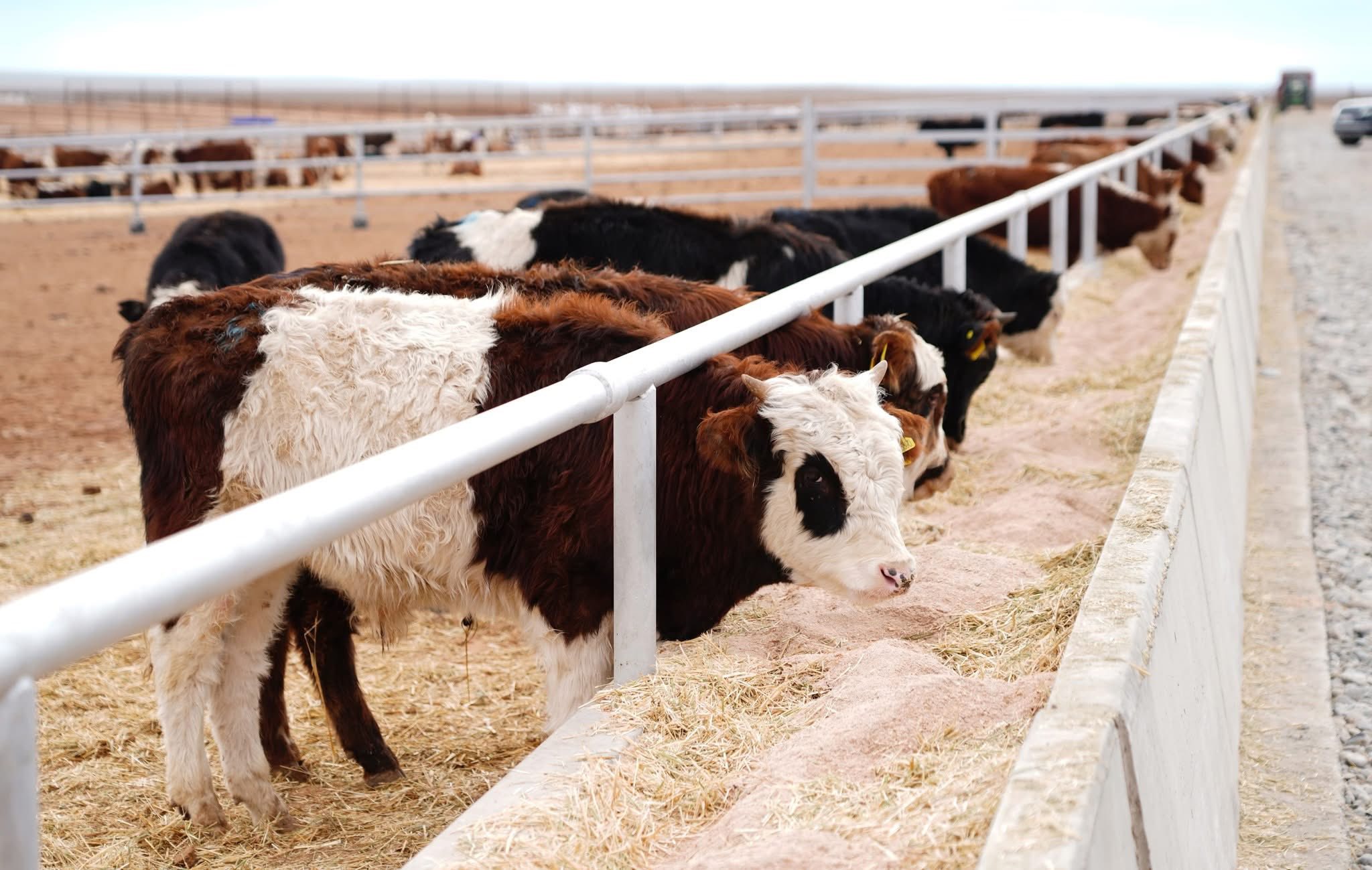 ТҮРКІСТАН ОБЛЫСЫ ШЕТЕЛГЕ 60 МЫҢ ТОННАДАН АСТАМ ЕТ ЭКСПОРТТАП, РЕСПУБЛИКАДА КӨШ БАСТАДЫ