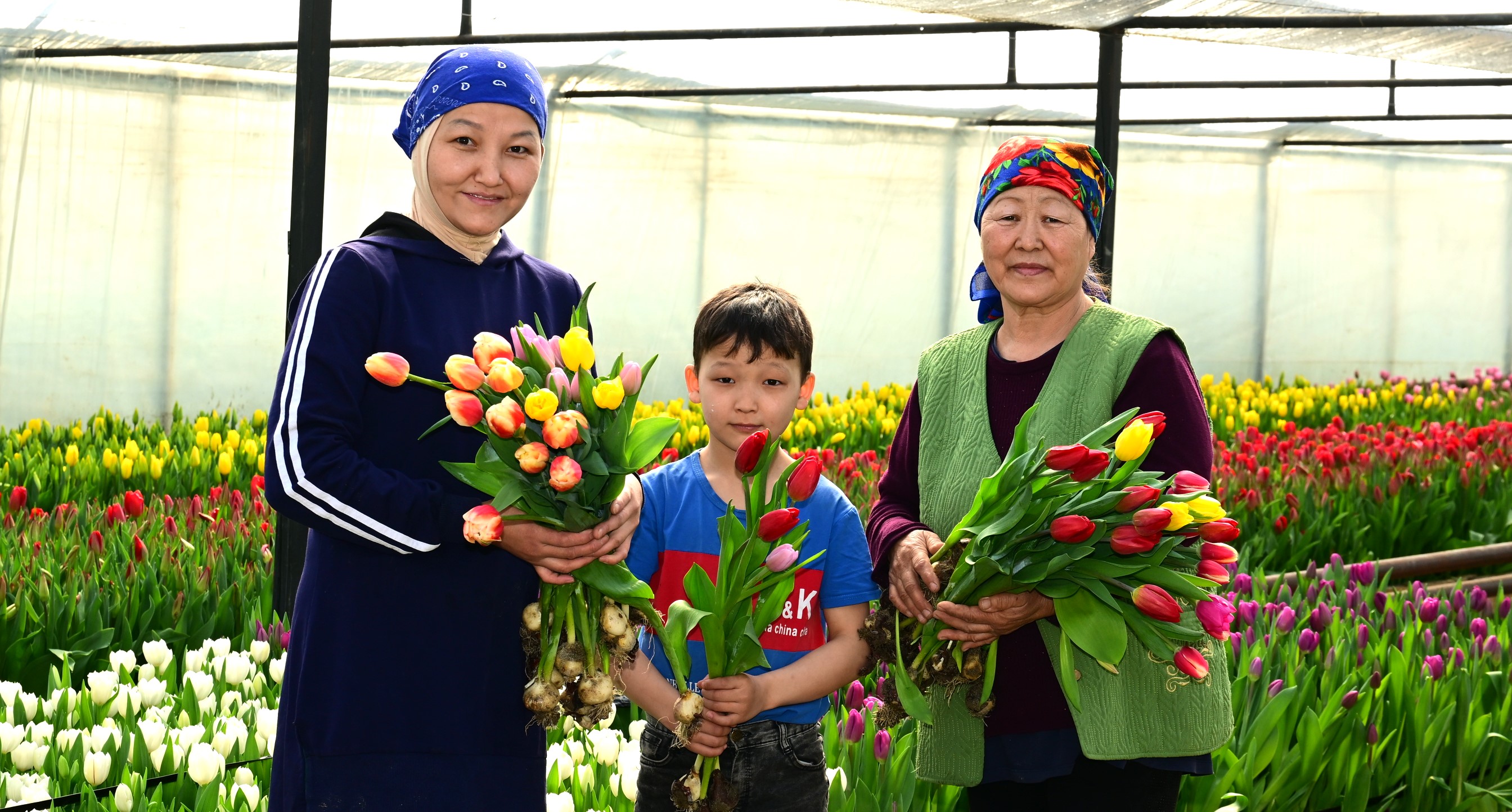 60 тысяч тюльпанов вырастила семья из Жетісу к 8 Марта