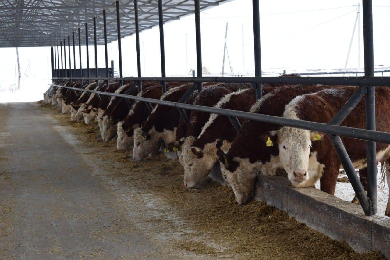 «Свободное» ЖШС Сандықтау ауданында мал шаруашылығын дамытуда