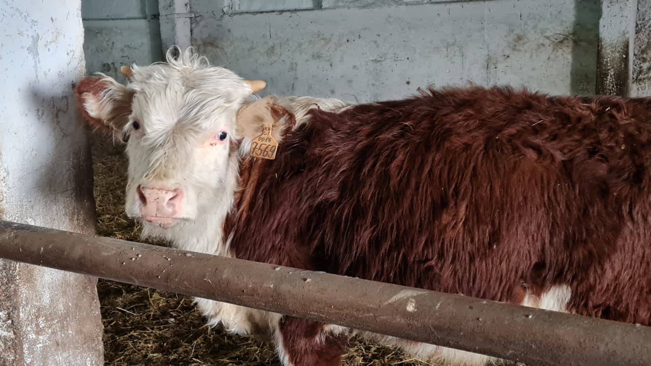 «ПЗ Балкашинский» ЖШС Сандықтау ауданындағы өңірдің жетекші асыл тұқымды шаруашылықтарының бірі ретіндегі позициясын нығайтуда