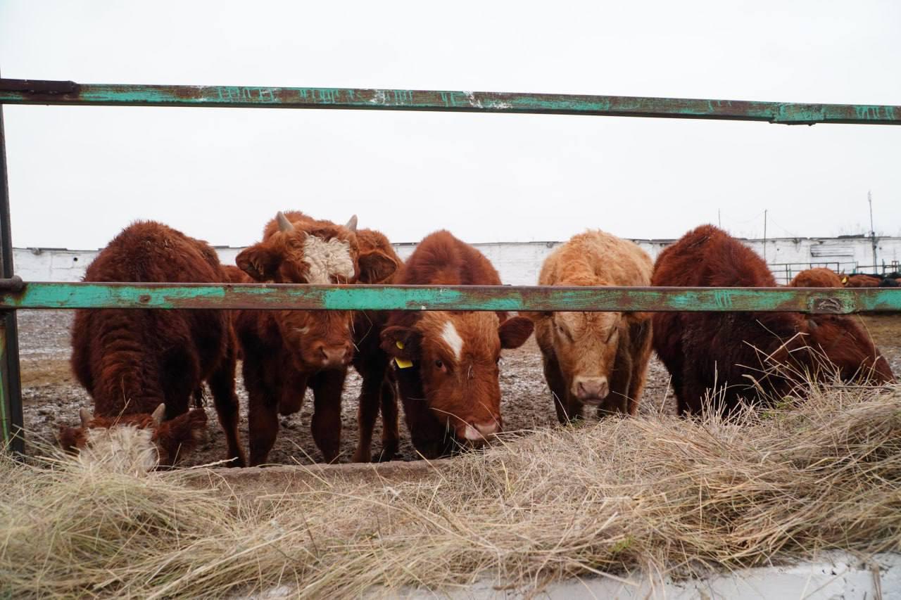 Ақмола облысына қалмақ тұқымды 4 300 бас ірі қара әкелінді