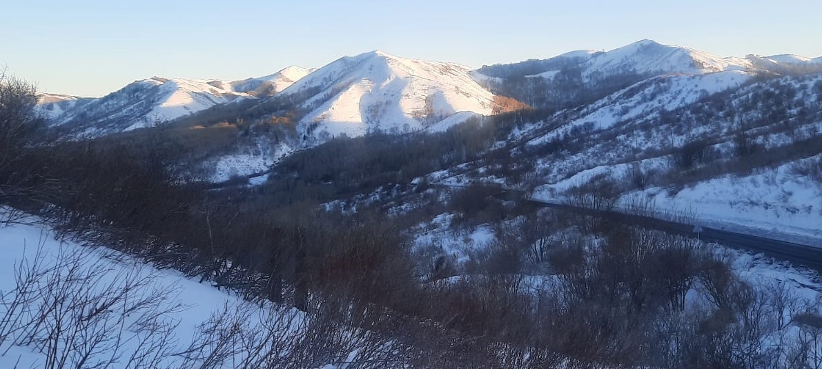 ШҚО ормандарына бір жылда 16 млн-ға жуық көшет отырғызылды