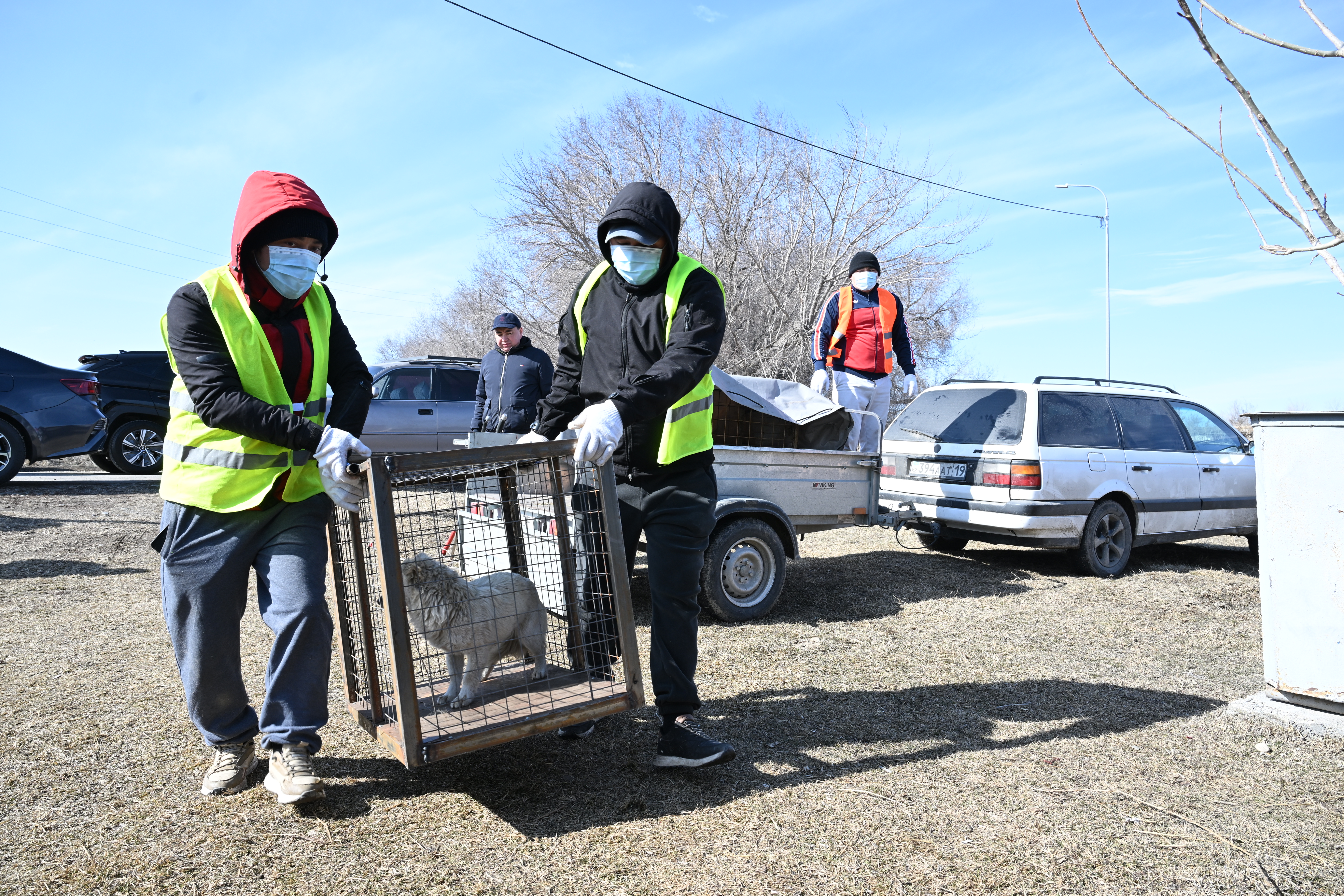 Жетісуда қараусыз жүрген жануарлар мәселесі қалай шешілуде