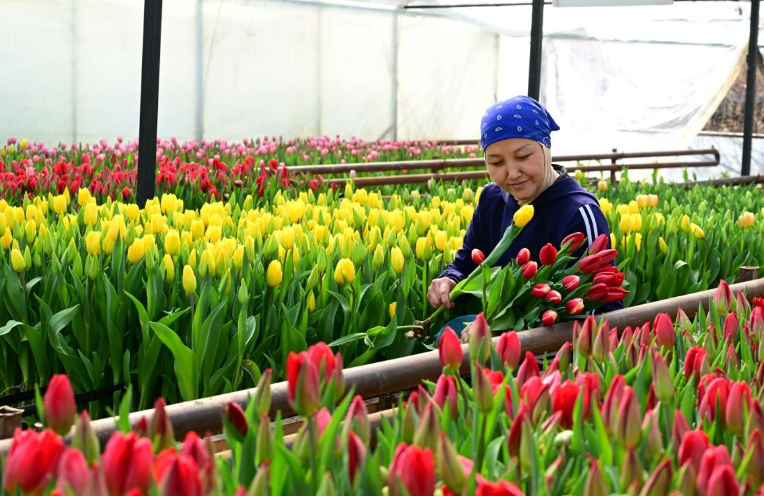 Жетісу облысында 8 наурыз қарсаңында бір отбасы 60 мың қызғалдақ өсірді