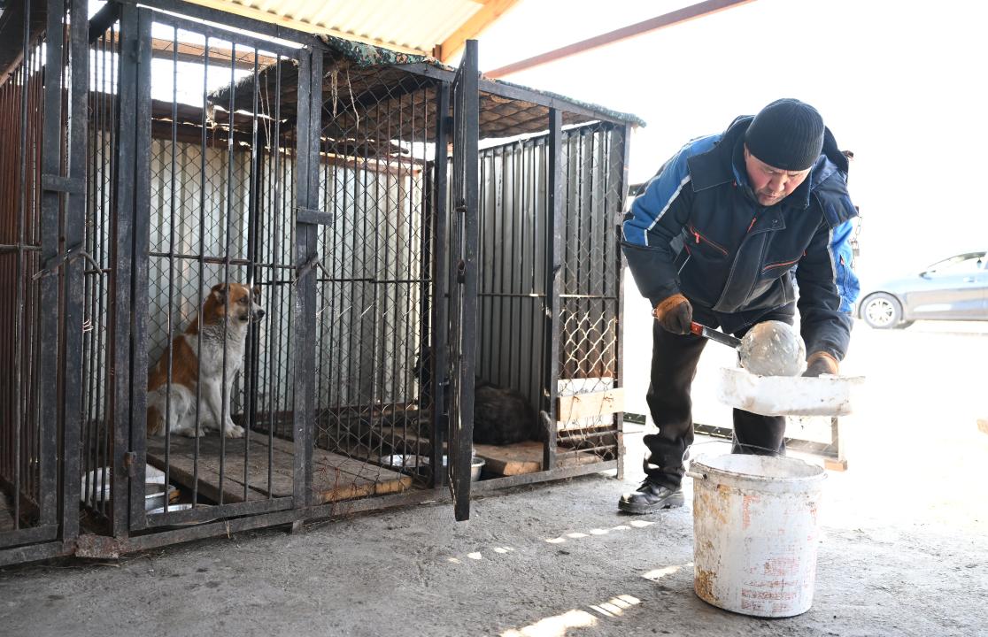Жетісуда қараусыз жүрген жануарлар мәселесі қалай шешілуде