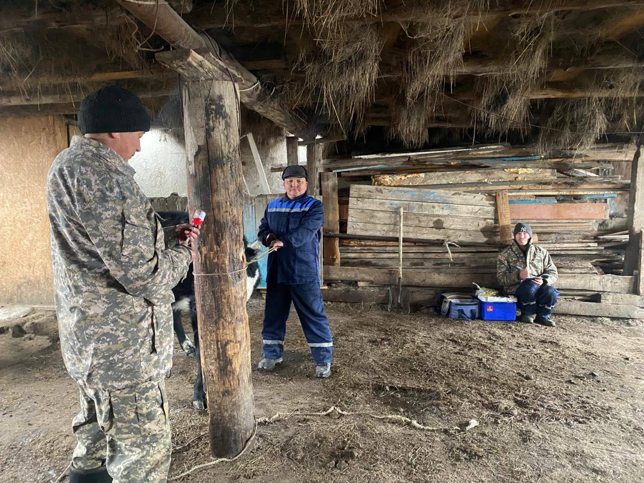 Алғабас ауылдық округінде көктемгі кезеңде ірі қара мал арасында таралған құтырма ауруына қарсы жүйелі ветеринариялық жұмыстар жүргізілді