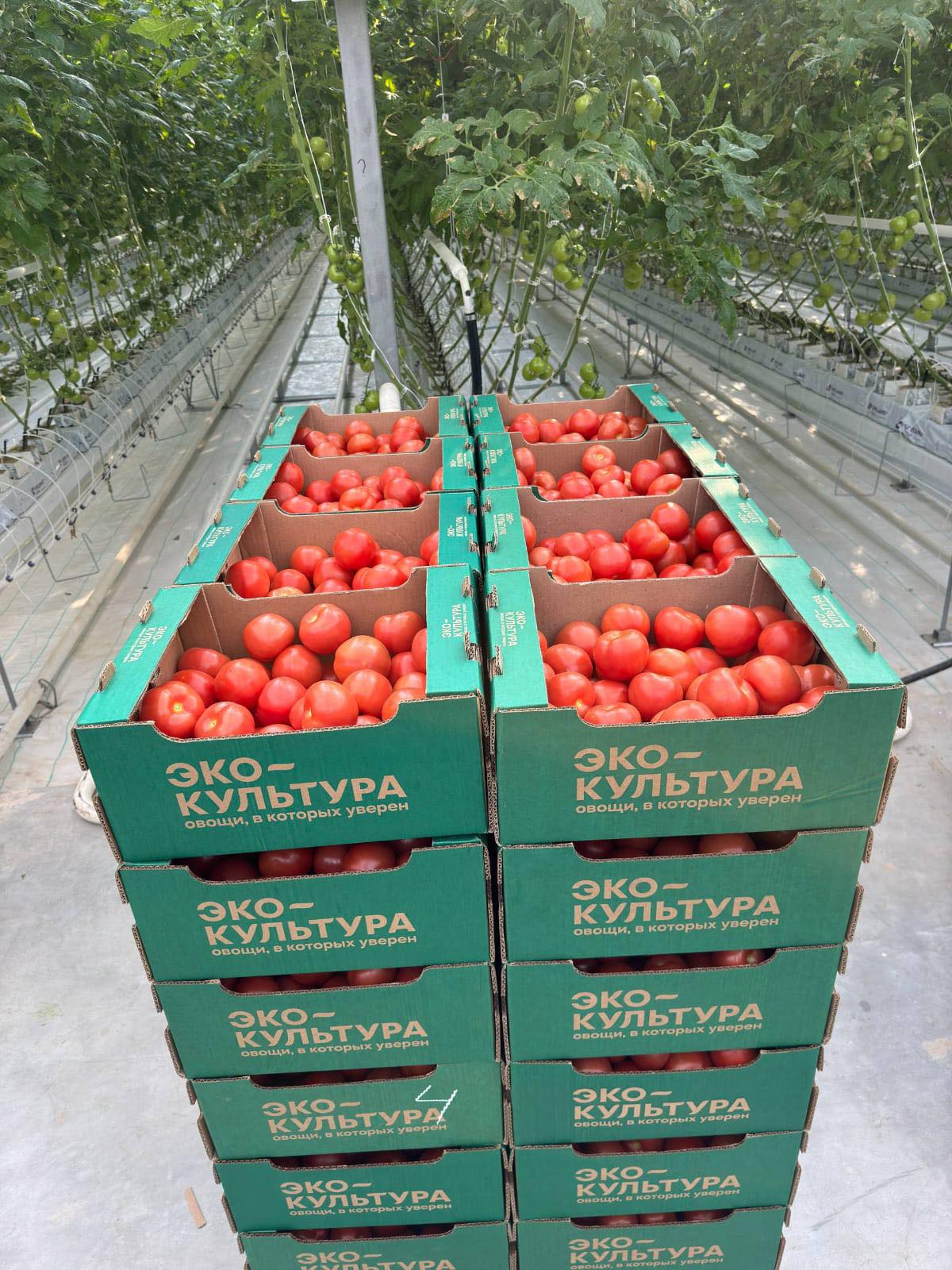 КЕЛЕСТЕГІ ЗАМАНАУИ ЖЫЛЫЖАЙДЫҢ АЛҒАШҚЫ ӨНІМІ ЕЛ НАРЫҒЫНА ШЫҚТЫ