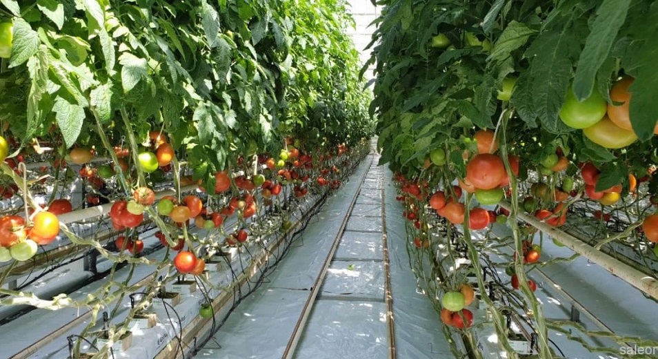 Теплицы и склады - значимая поддержка агросектора