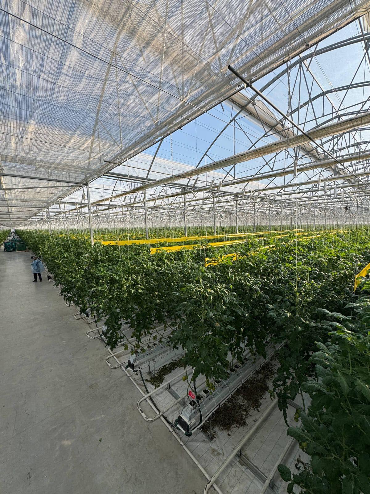 ТҮРКІСТАН ОБЛЫСЫНДА ОРНАЛАСҚАН ЕЛІМІЗДЕГІ ЕҢ ІРІ «ЭКОКУЛЬТУРА ЕВРАЗИЯ» ЖЫЛЫЖАЙЫНЫҢ АЛҒАШҚЫ ҚЫЗАНАҚТАРЫ НАРЫҚҚА ШЫҚТЫ