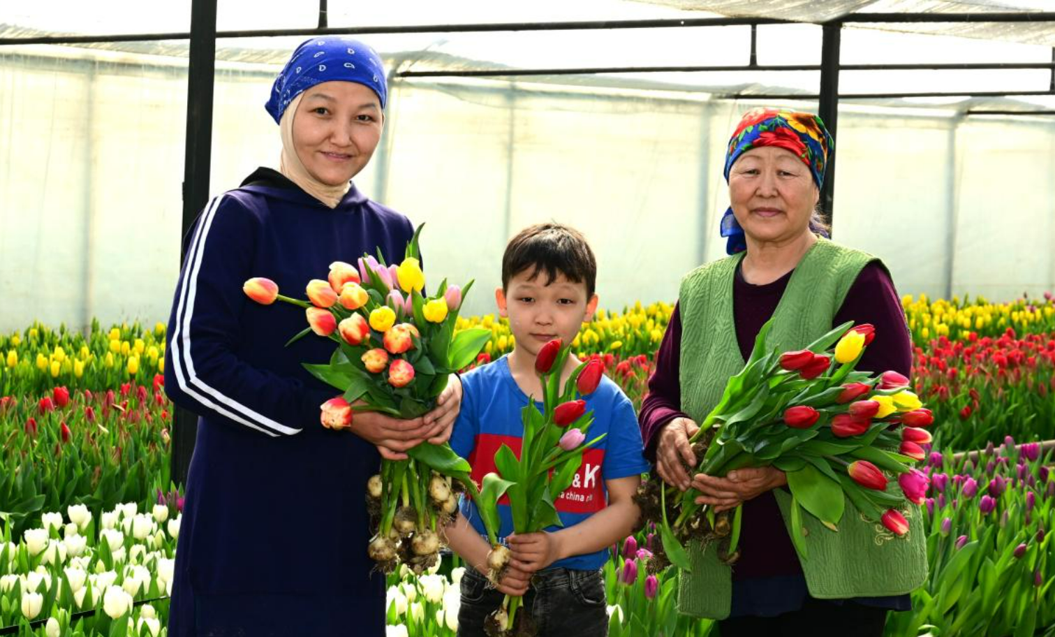 Жетісу облысында 8 наурыз қарсаңында бір отбасы 60 мың қызғалдақ өсірді