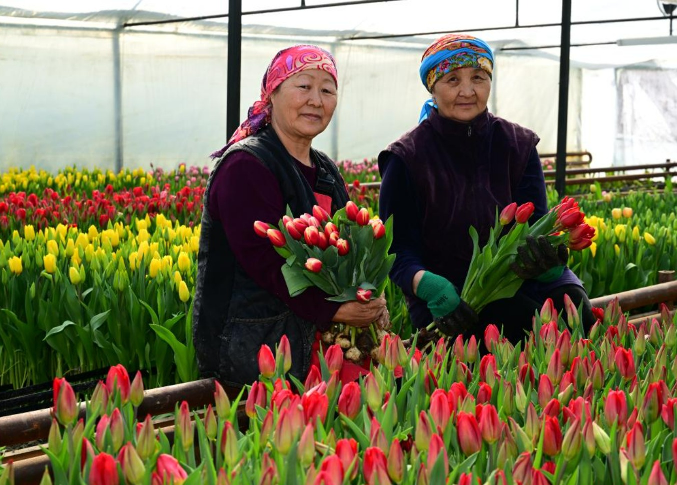 Жетісу облысында 8 наурыз қарсаңында бір отбасы 60 мың қызғалдақ өсірді