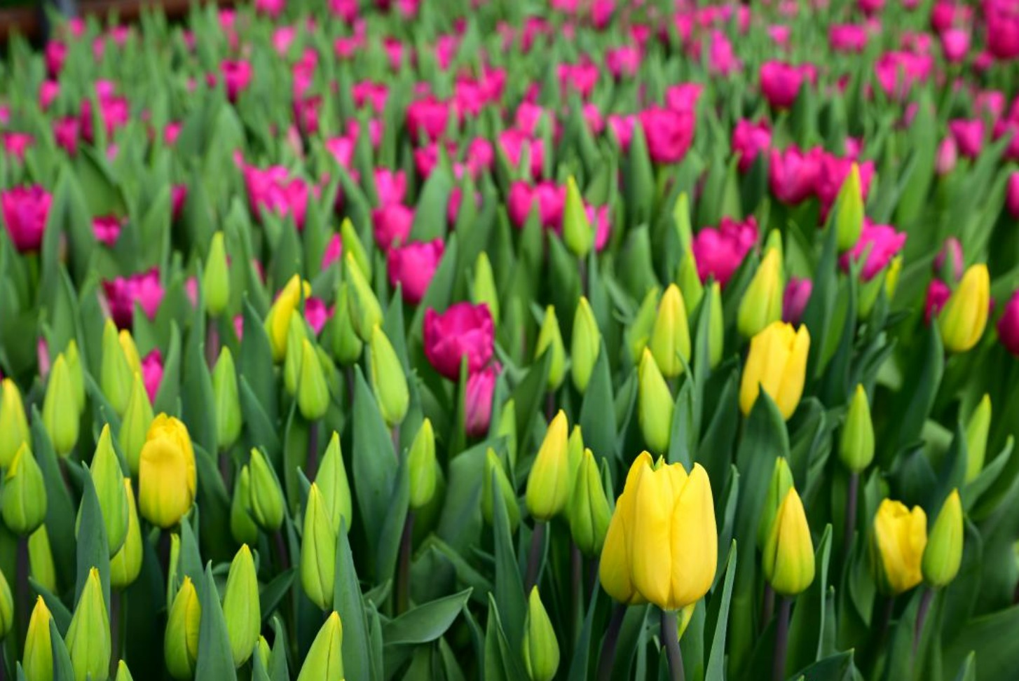 Жетісу облысында 8 наурыз қарсаңында бір отбасы 60 мың қызғалдақ өсірді