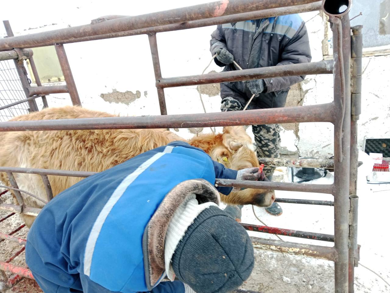 Ертіс ауылдық округінде мал басын профилактикалық өңдеу жұмыстары жүргізілуде