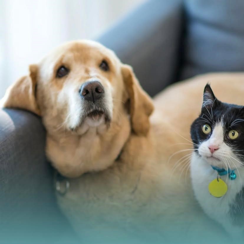 Үй жануарларының иелеріне!