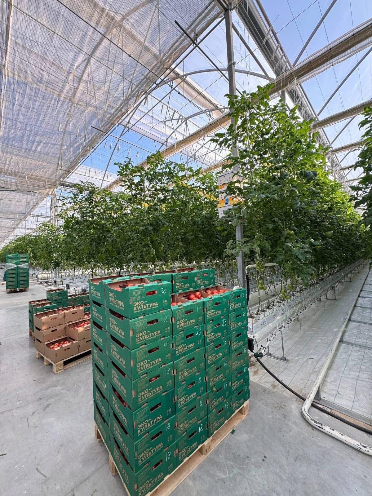 Түркістан облысындағы «Экокультура Евразия» жылыжай кешенінде қызанақтың алғашқы өнімі жиналды