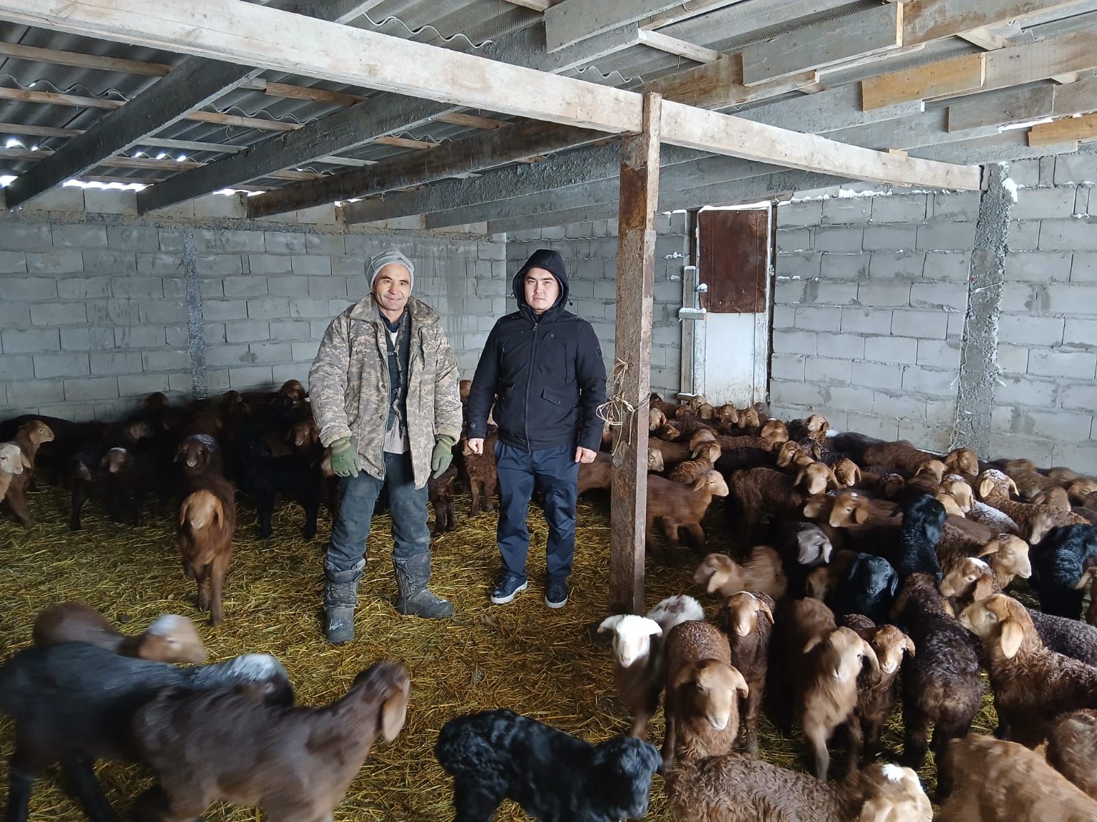 Ескелді ауылдық округінде төл алу науқанының барысы бақылауда