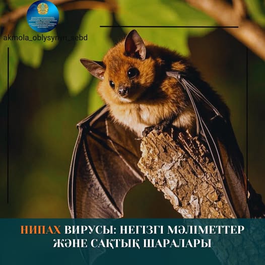 Нипах вирусы: негізгі мәліметтер және сақтық шаралары