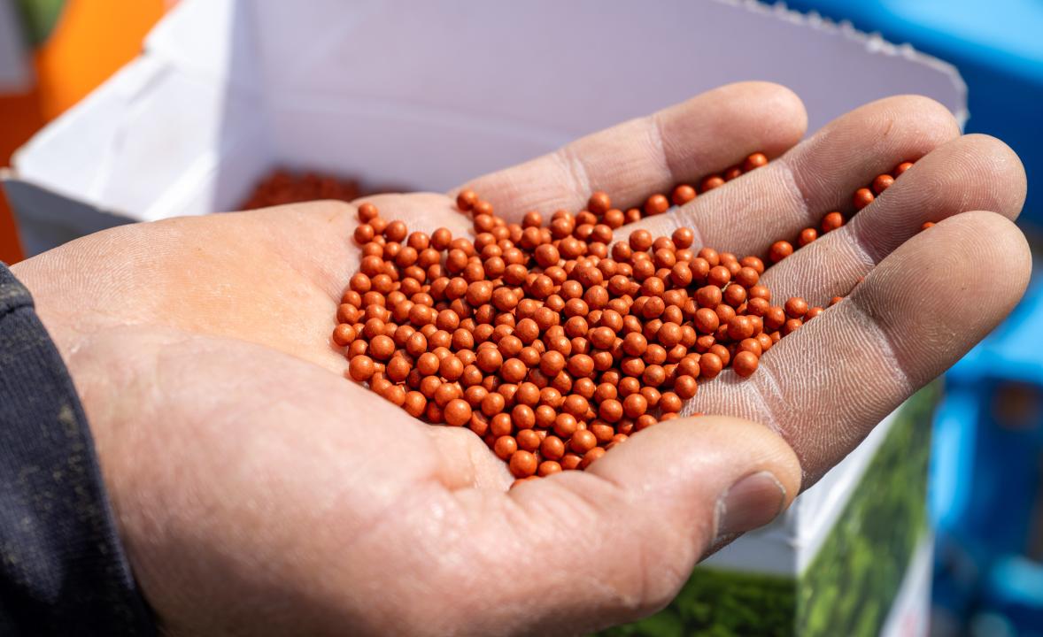 Ладонь с горстью оранжевых семян, крупным планом.