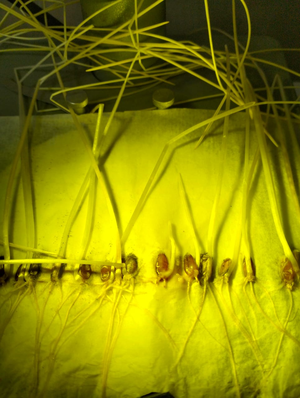 Дәнді дақылдардың тұқымдарын өңдеу - жақсы өнім алудың жолы.