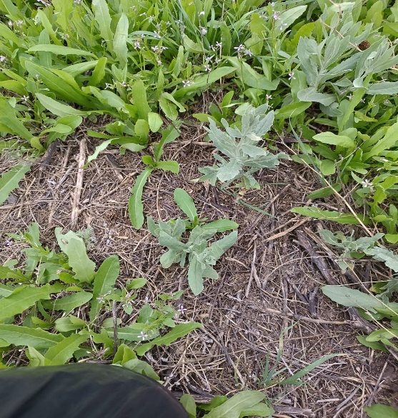 Горчак ползучий