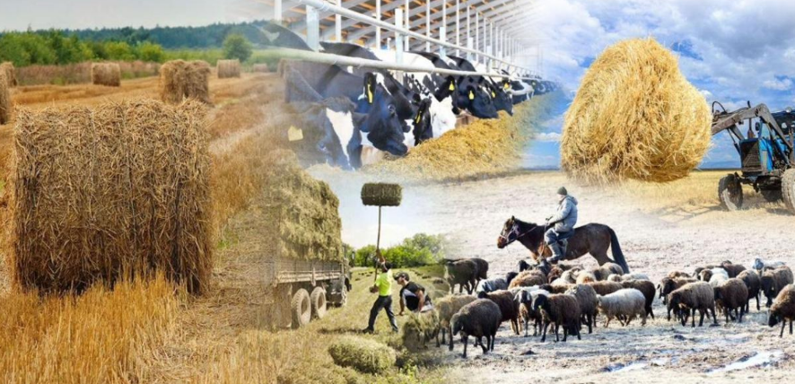 Соңғы 5 жыл ішінде ауыл шаруашылығы кооперативтерінің саны 1,5 есе өсті